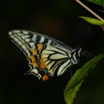 Butterfly on Leaf