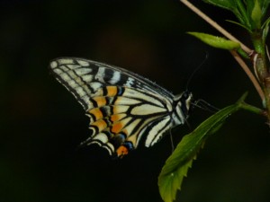 Foreign Delegation tour to the Butterfly Exhibition!